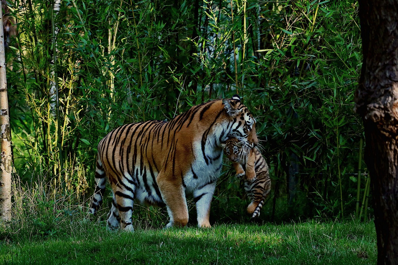 tiger tiger baby mother and child free photo