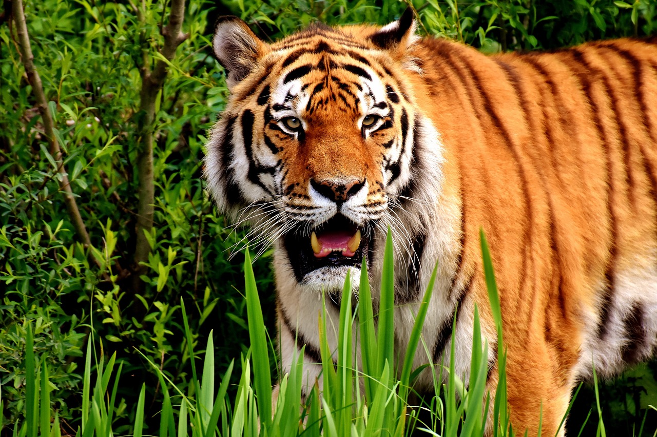 tiger predator fur free photo