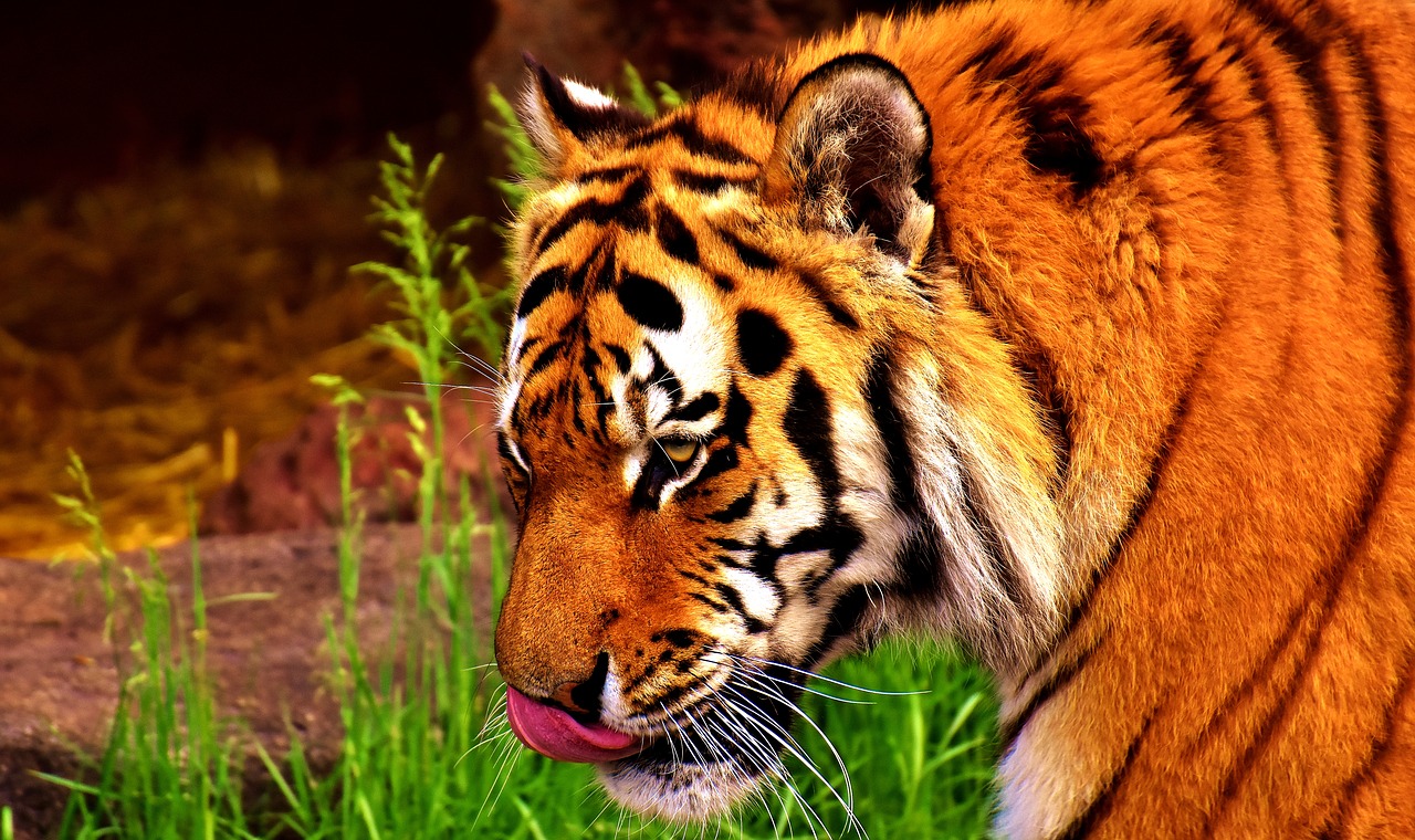 tiger predator fur free photo