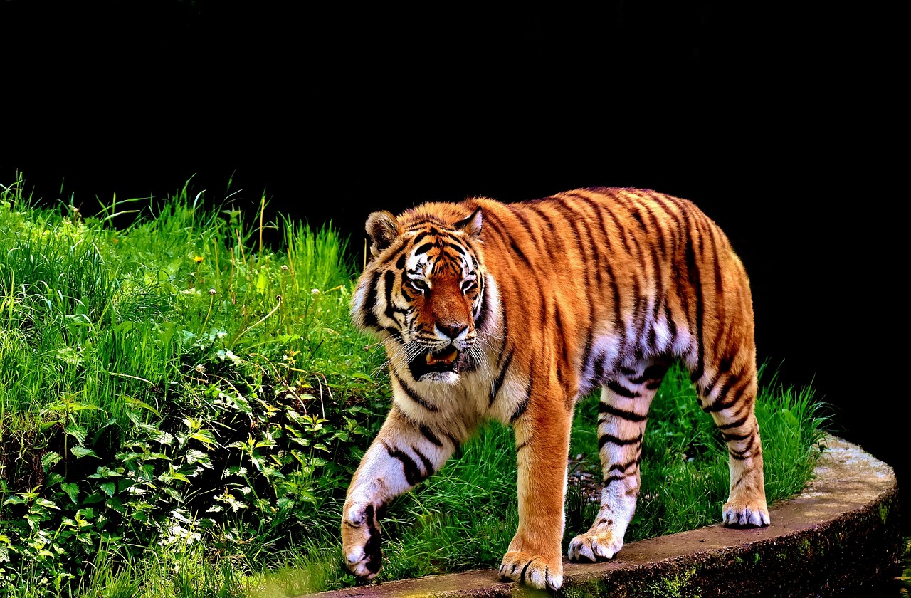 tiger predator fur free photo