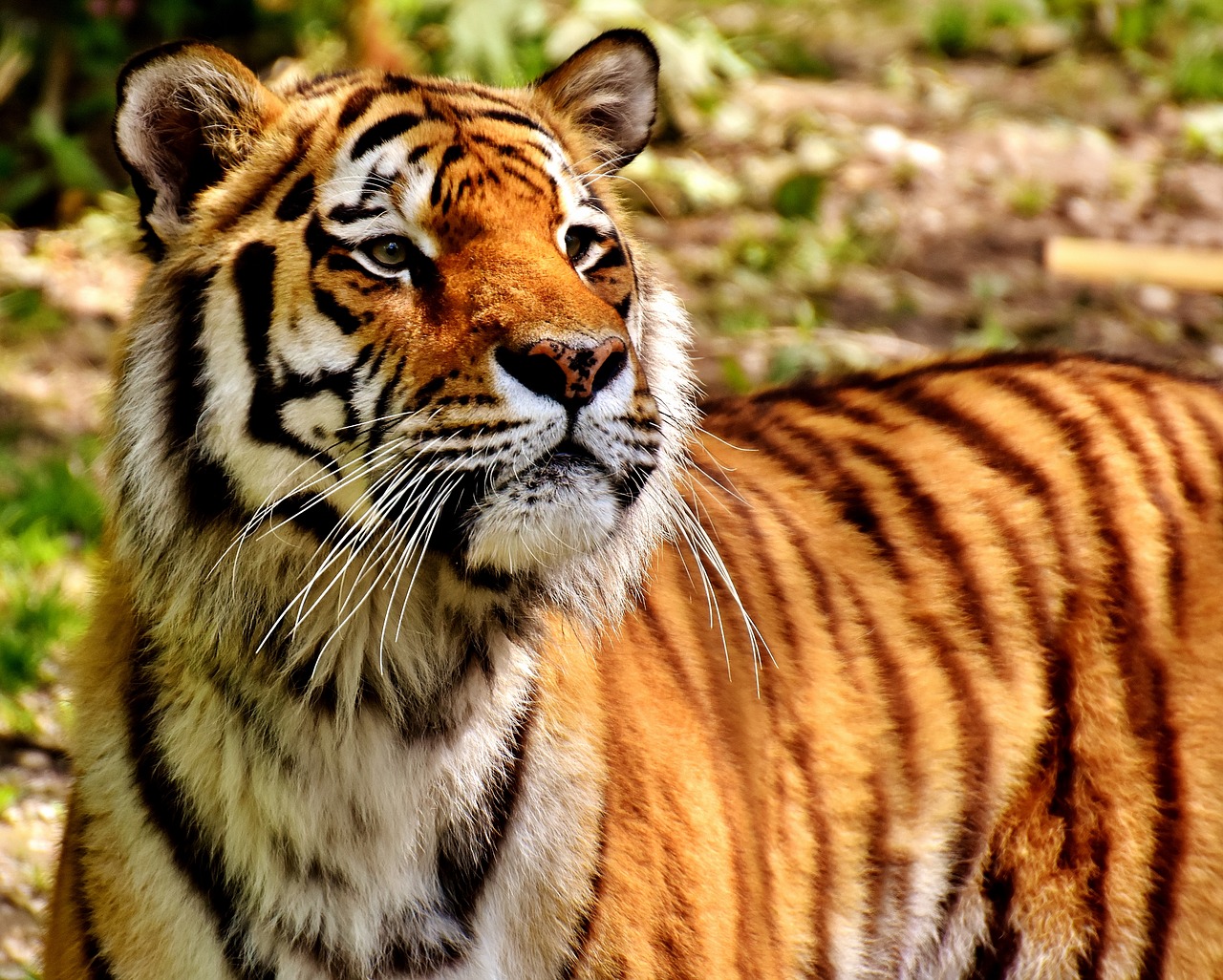 tiger predator fur free photo