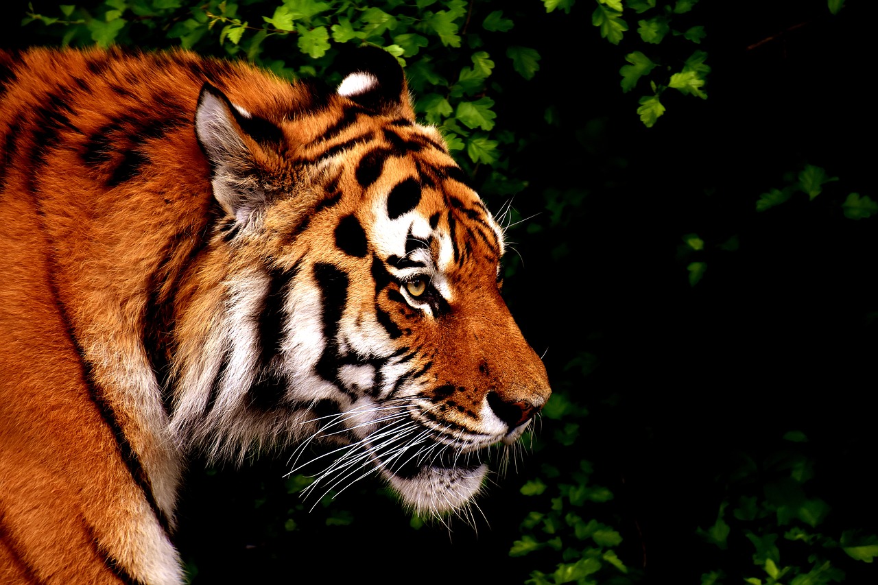 tiger predator fur free photo