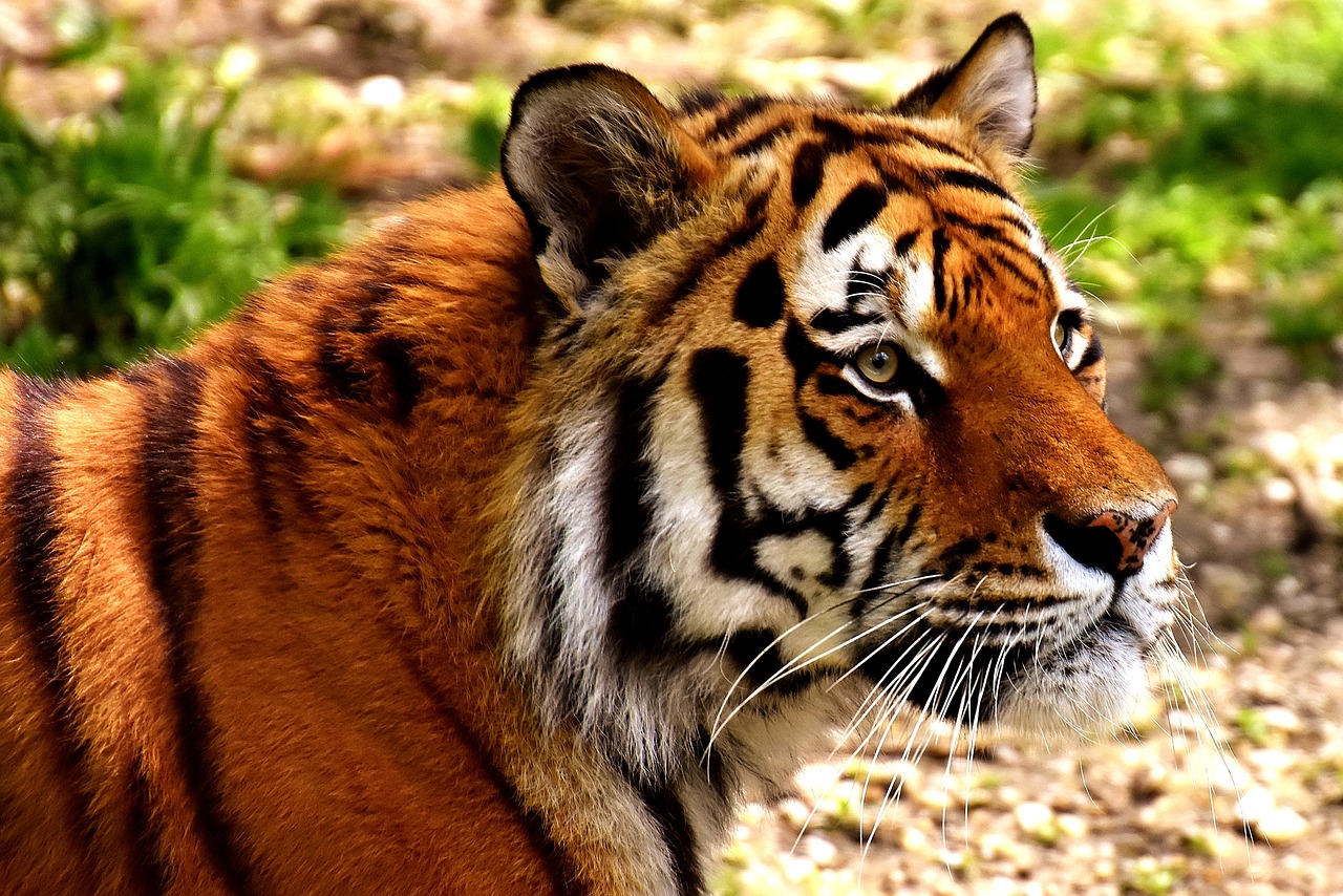 tiger predator fur free photo