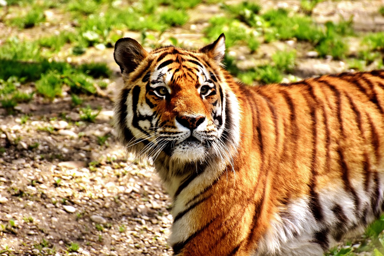 tiger predator fur free photo