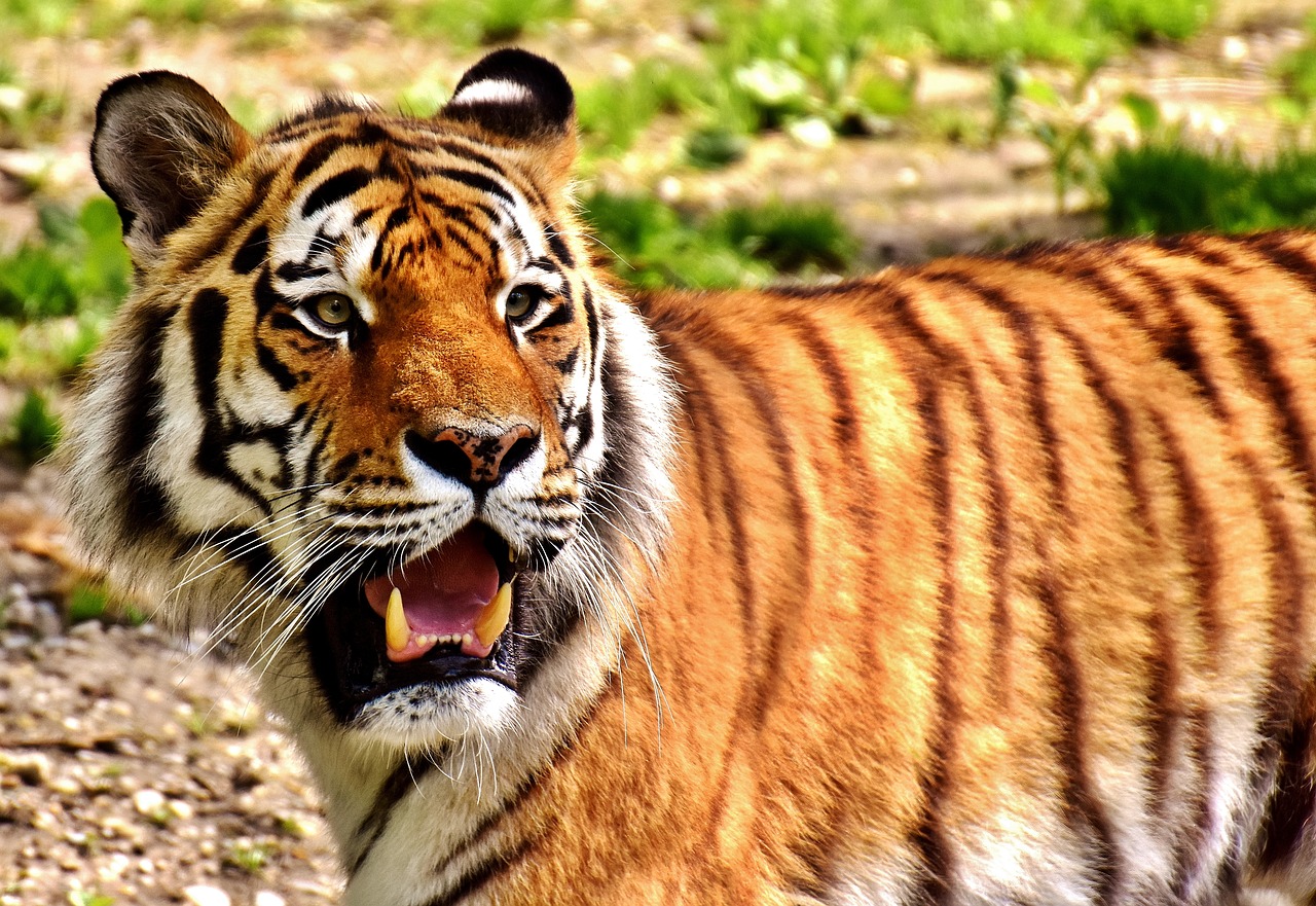 tiger predator fur free photo