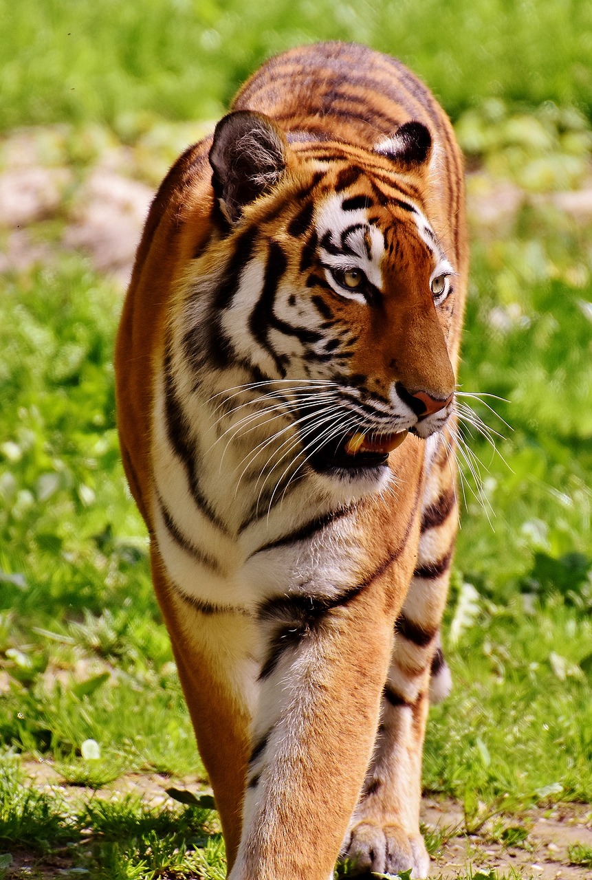 tiger predator fur free photo