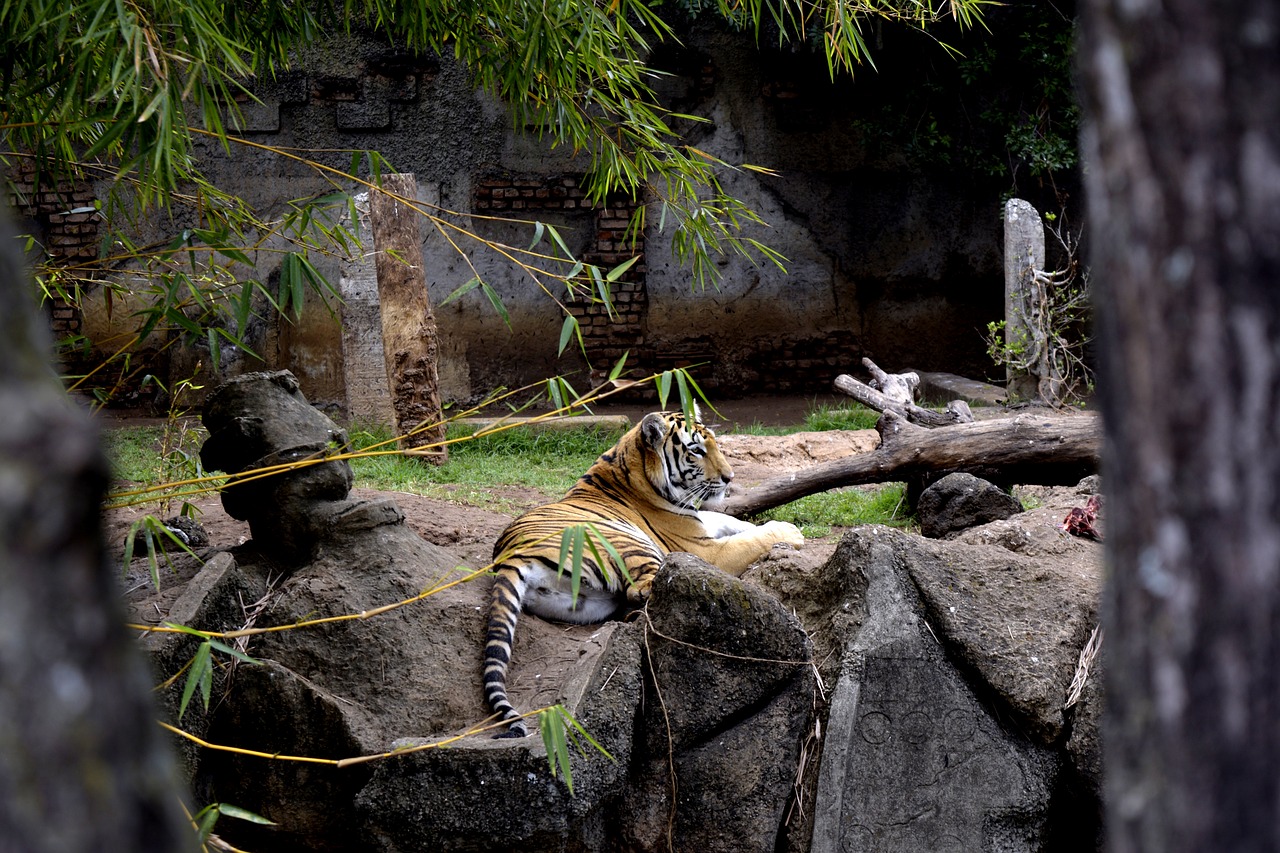 tiger wild feline free photo