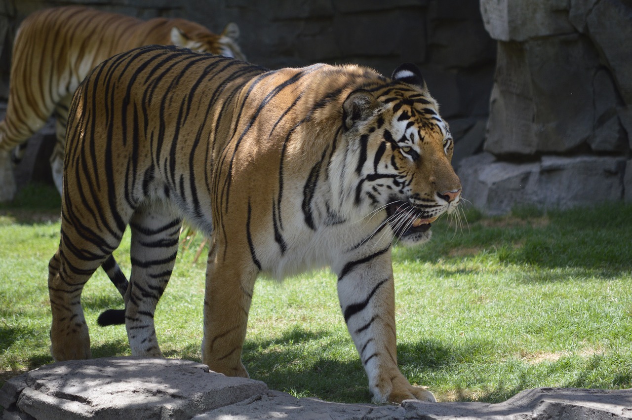 tiger stopped zoo free photo