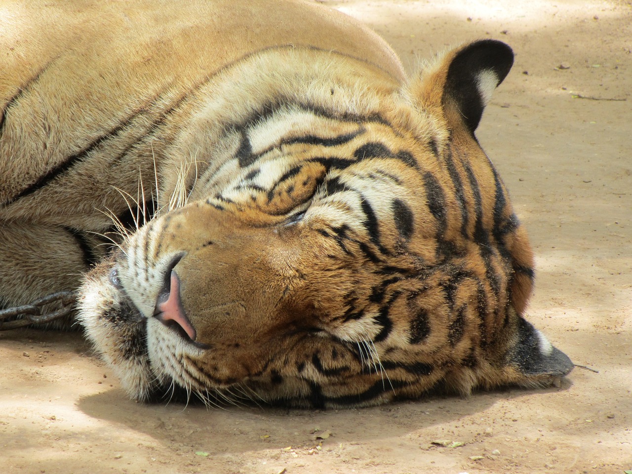 tiger sleep head free photo