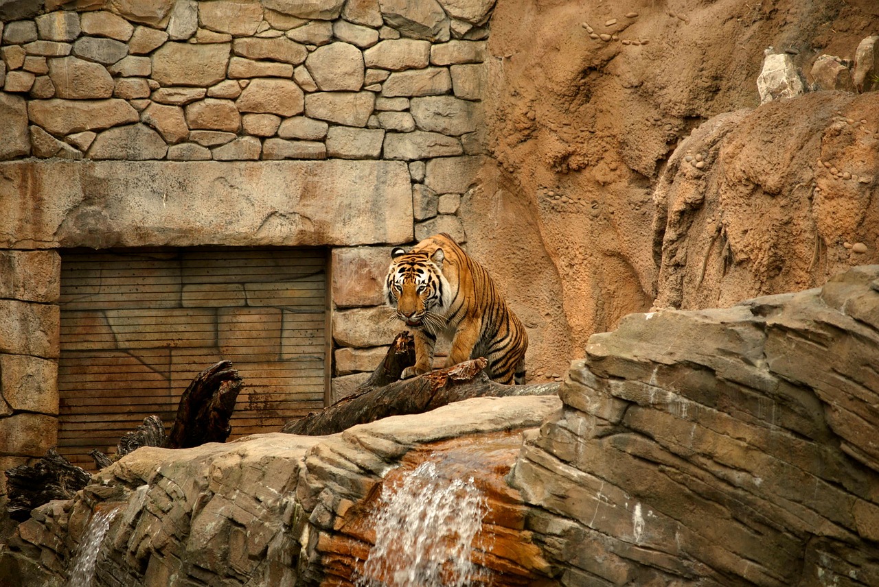 tiger zoo compound free photo