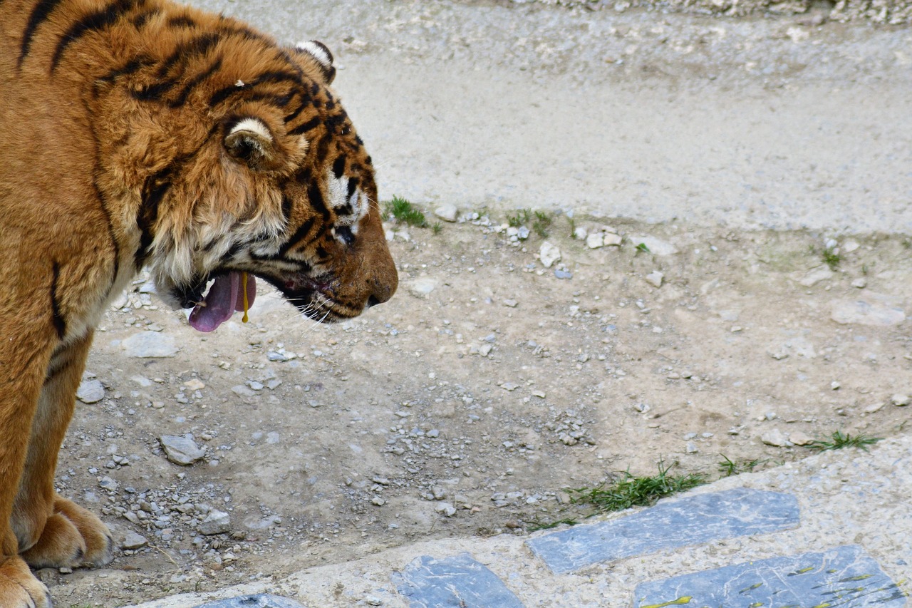 tiger spugd gal free photo