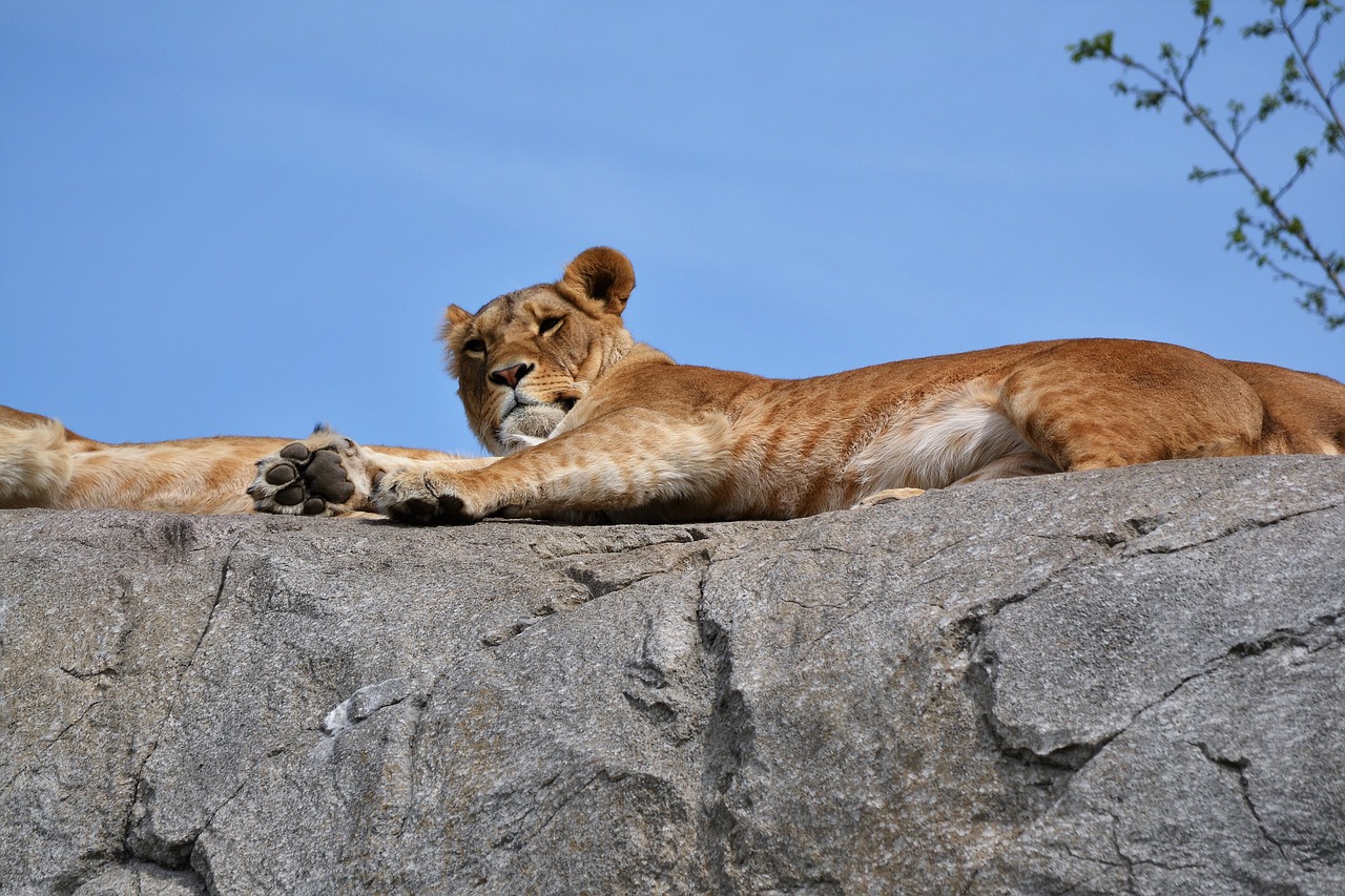 tiger sun zoo free photo