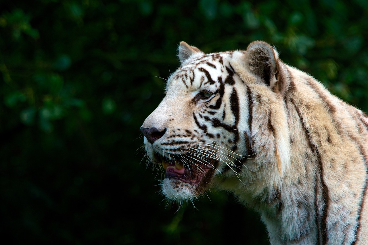 tiger white nature free photo