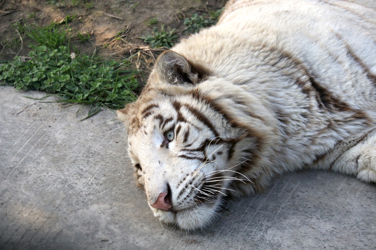 tiger white tiger animal free photo