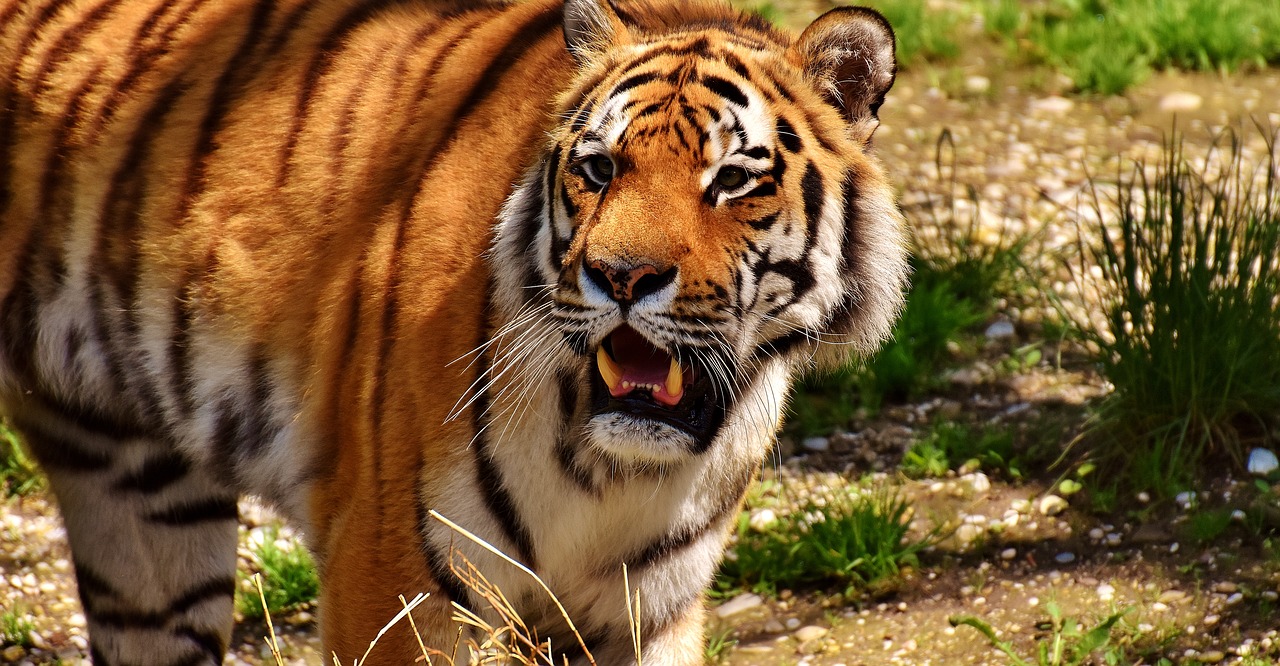 tiger predator fur free photo