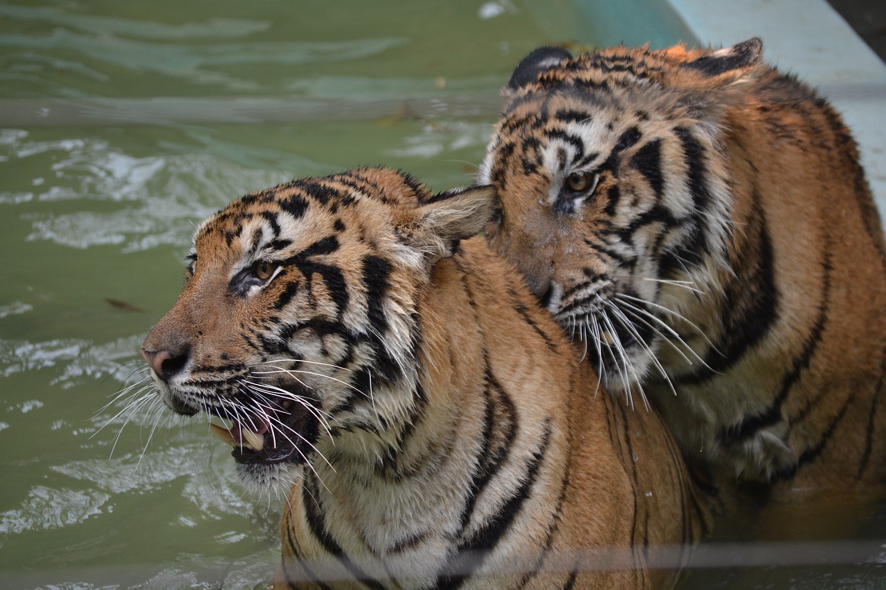 tiger wild thailand free photo