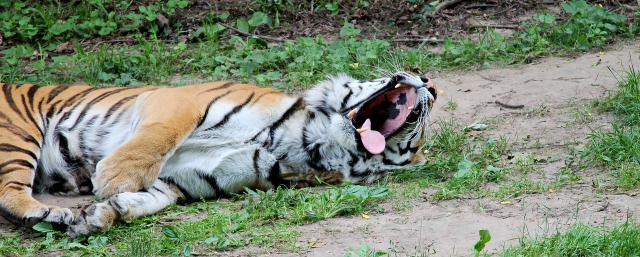 tiger big cat predator free photo