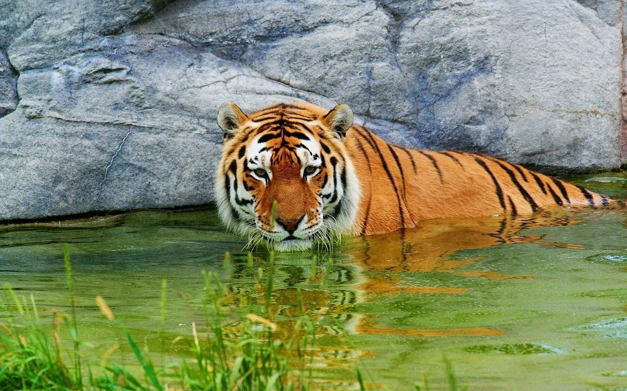 tiger animals wildcat free photo