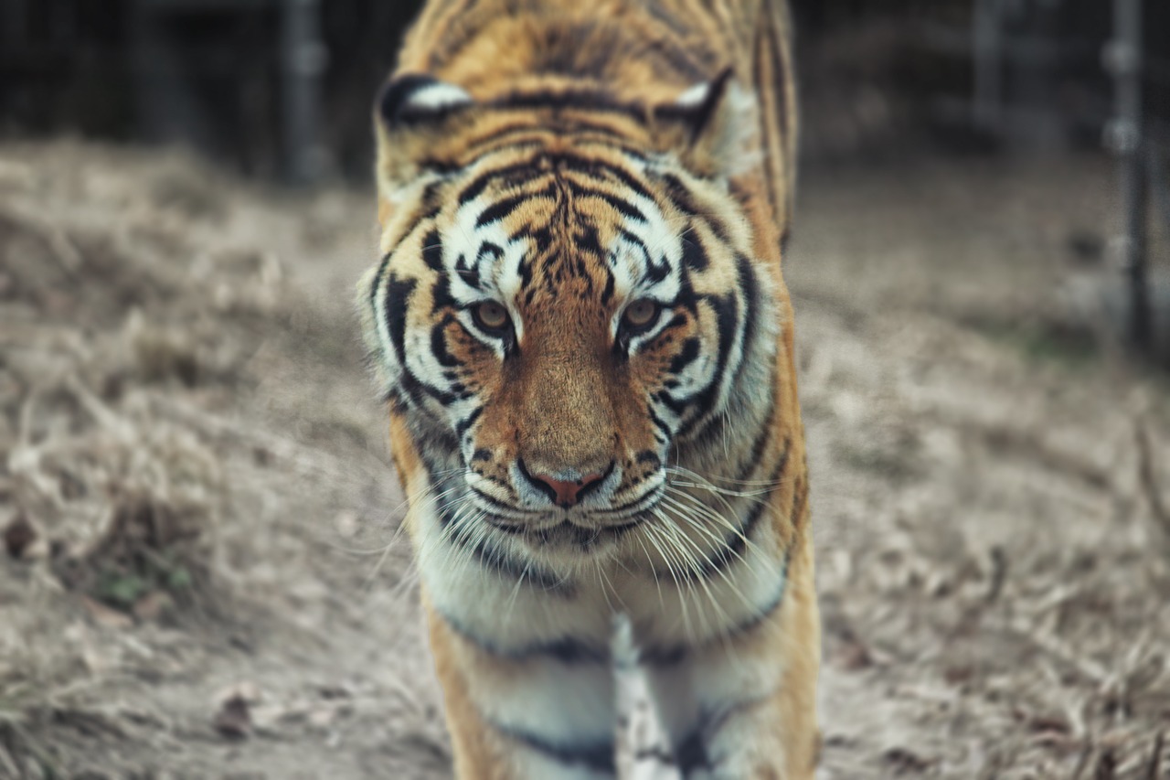 tiger zoo beast of prey free photo