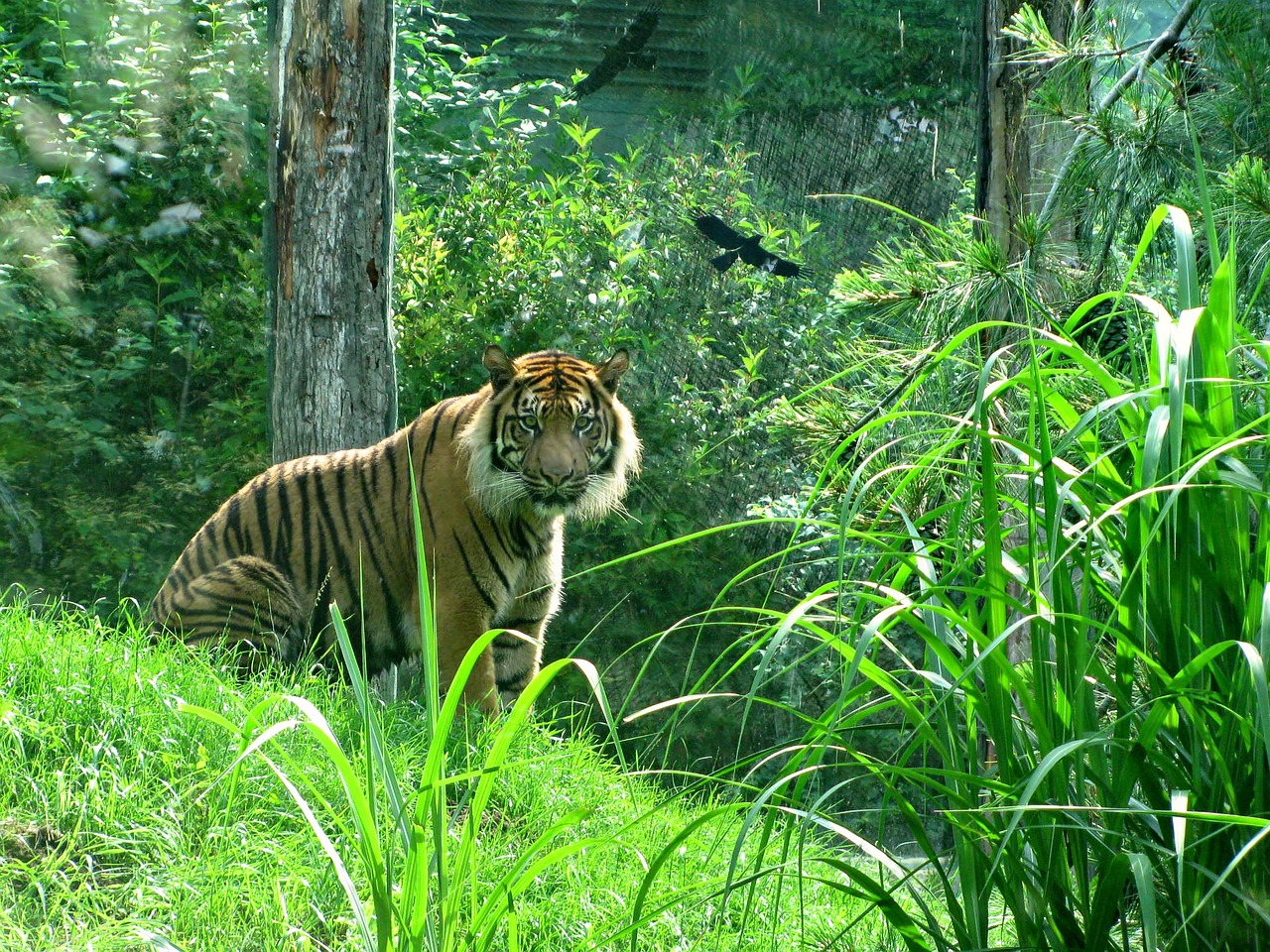 tiger cat big cat free photo