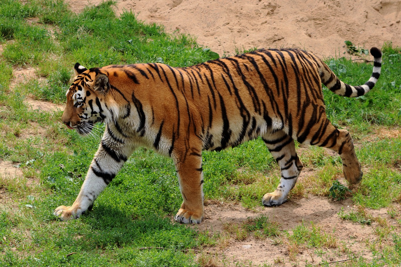 tiger siberian tiger zoo free photo