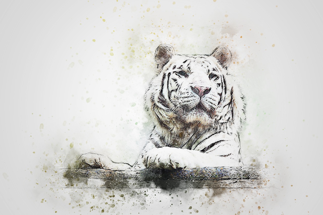 tiger white tiger animal free photo