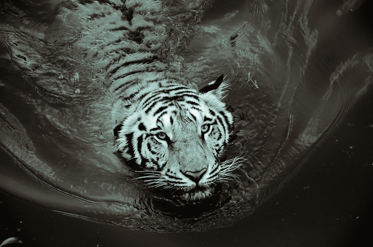 tiger black and white black free photo