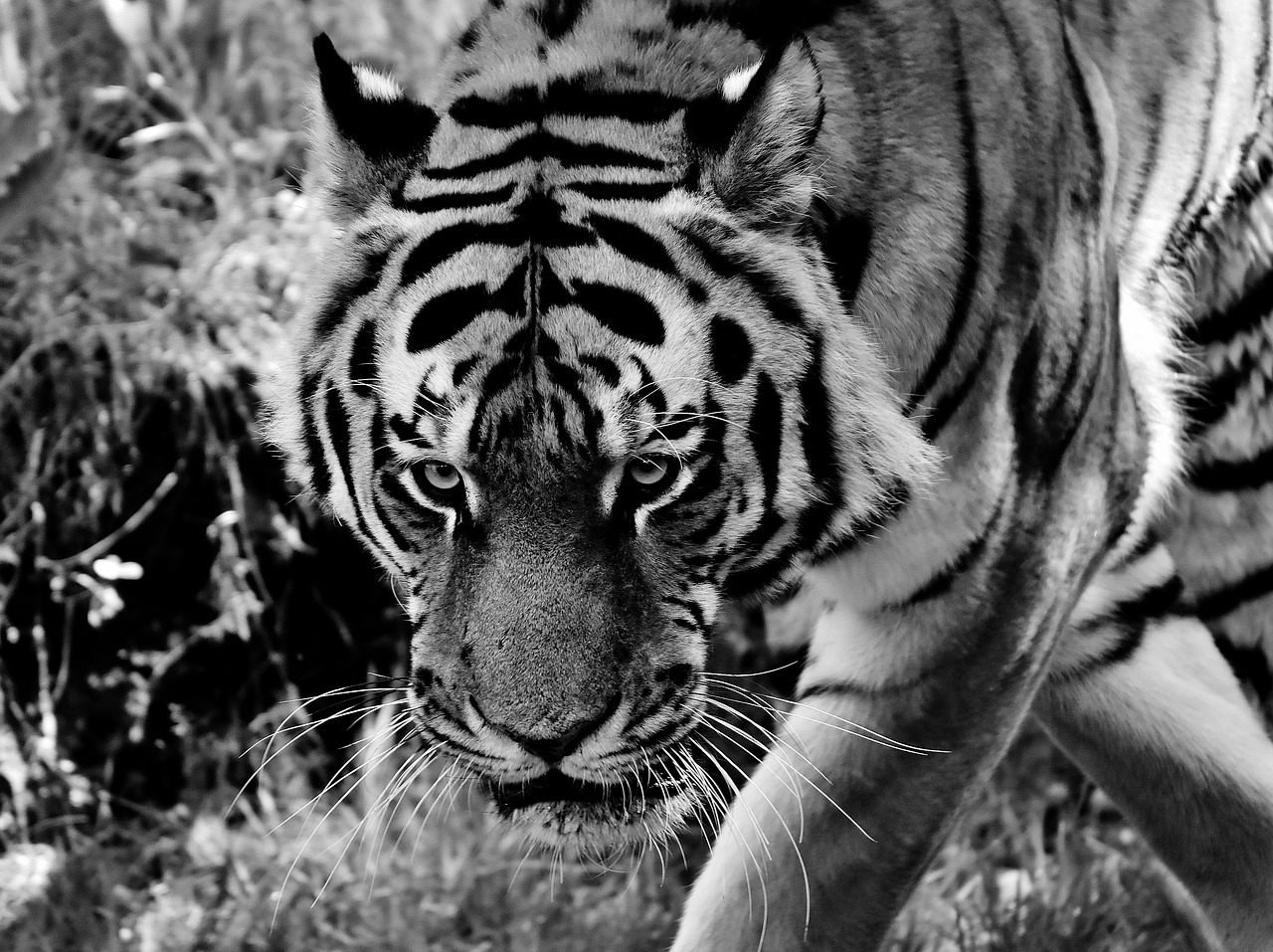 tiger predator fur free photo