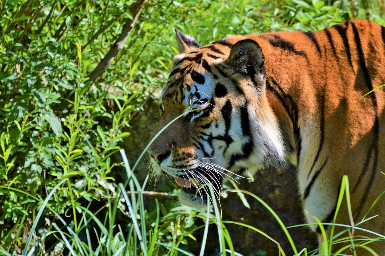 tiger big cat predator free photo