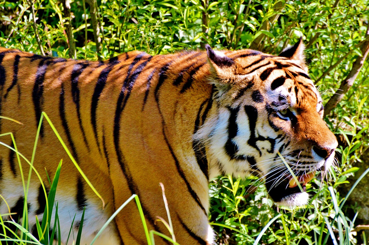 tiger big cat predator free photo