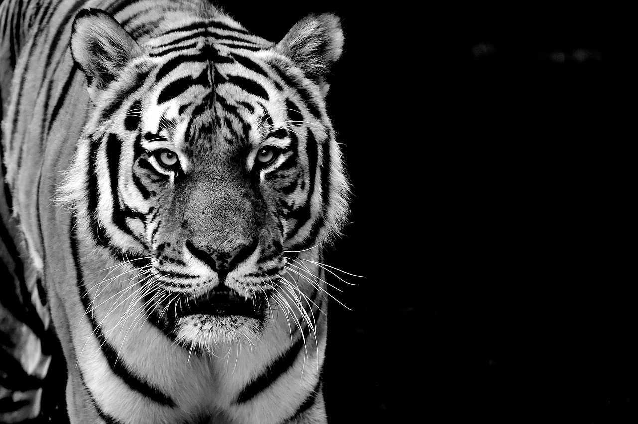 tiger predator fur free photo