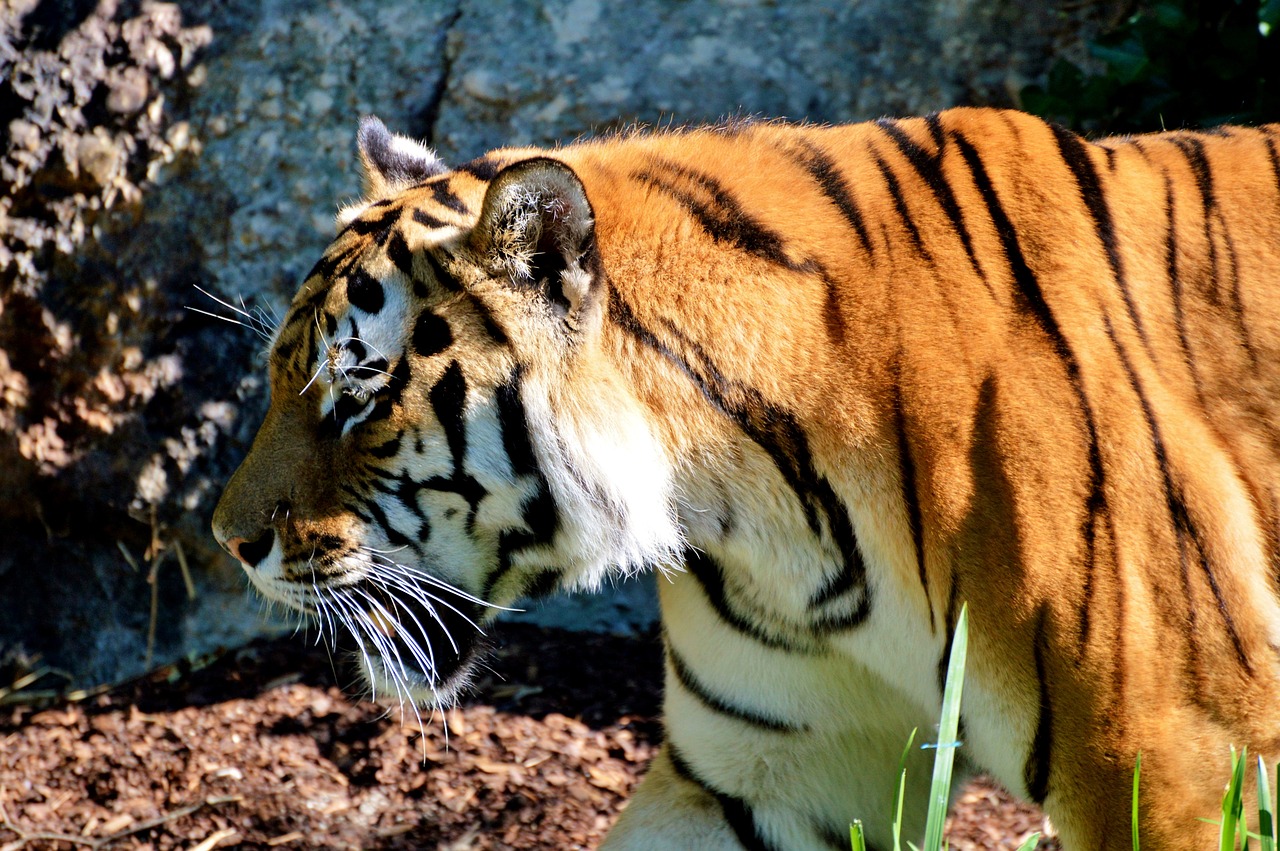 tiger cat wildcat free photo