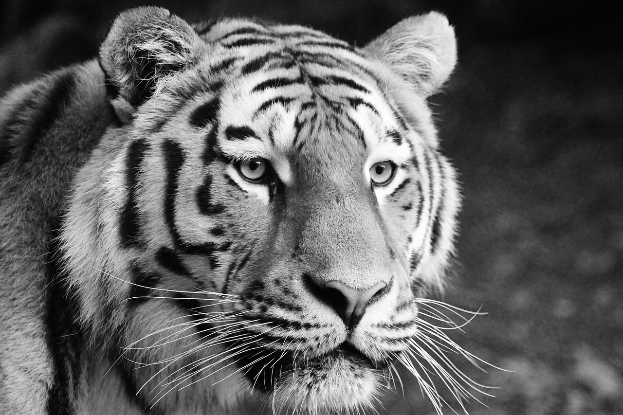 tiger animals cat free photo