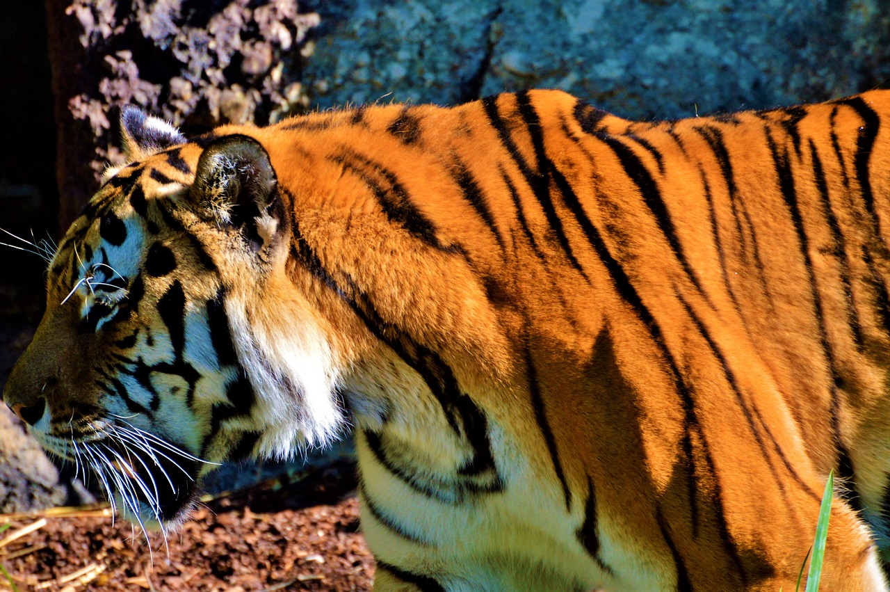 tiger big cat predator free photo