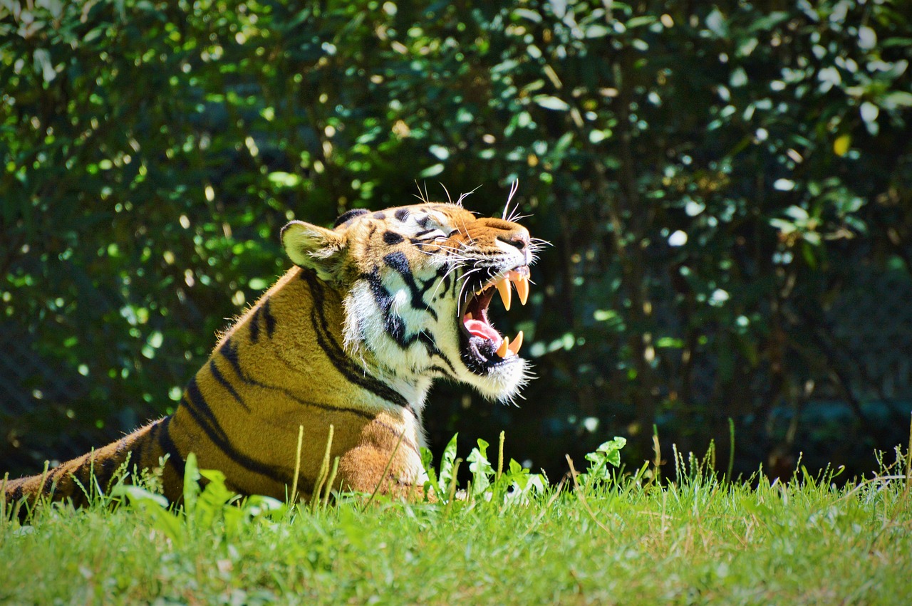 tiger cat wildcat free photo