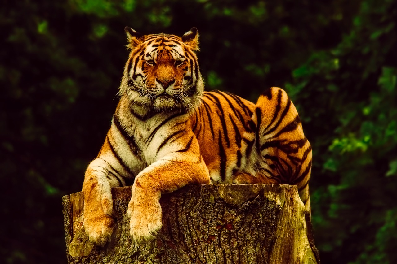 tiger animal wildlife free photo