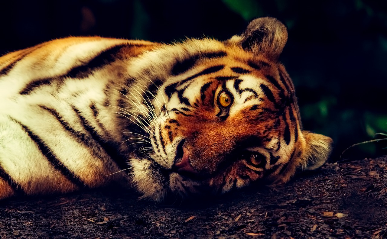 tiger animal wildlife free photo