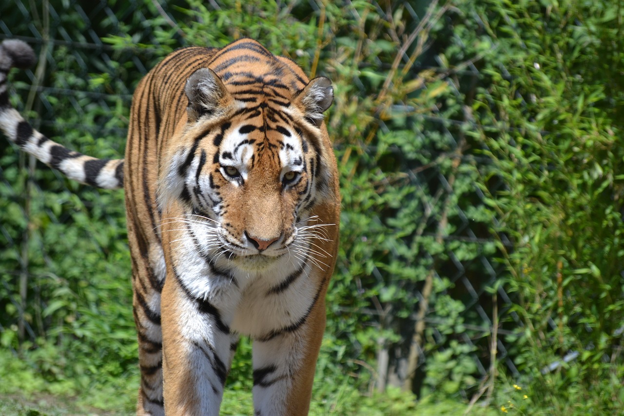 tiger bengal tiger close free photo