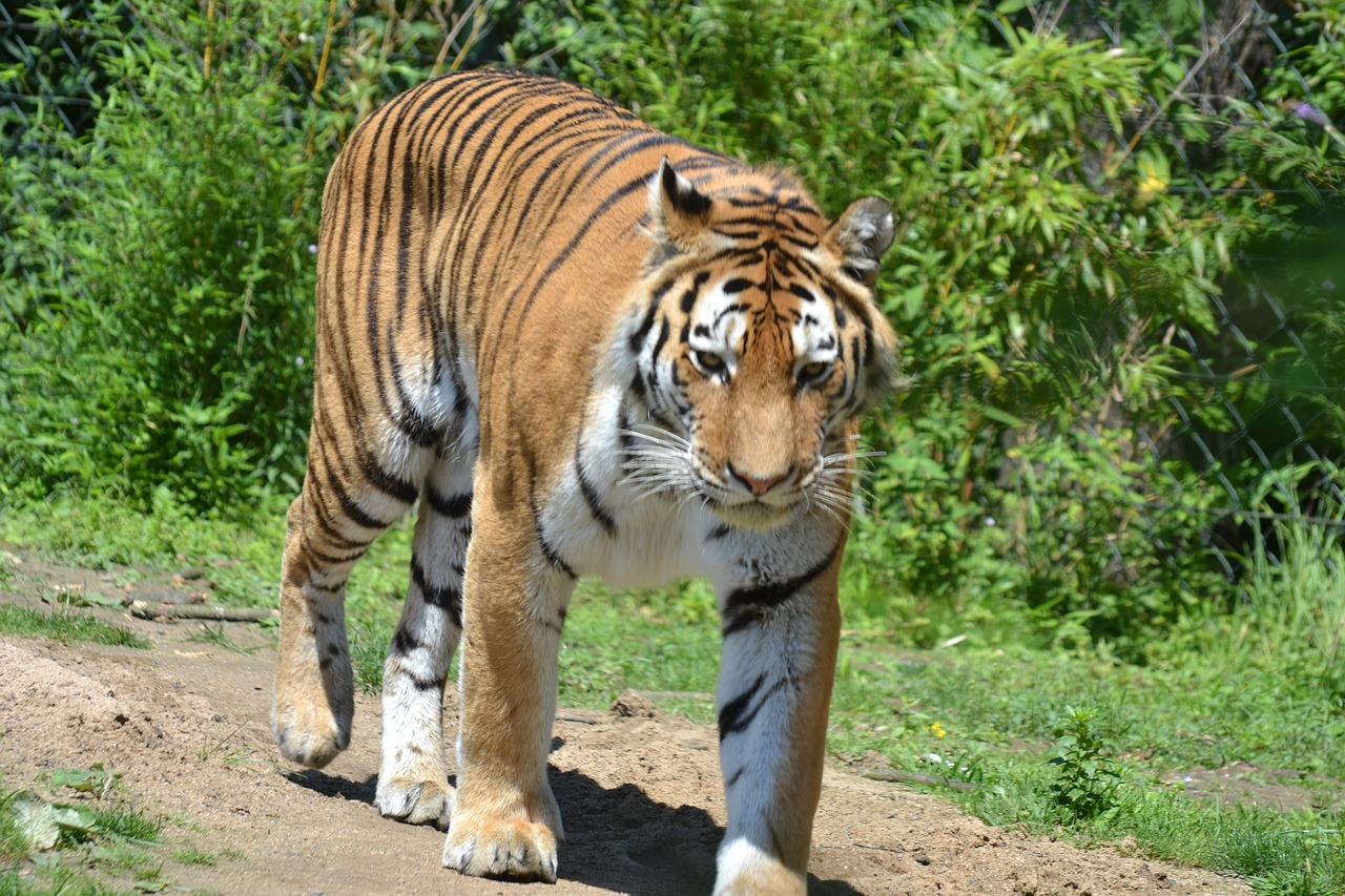 tiger zoo cat free photo