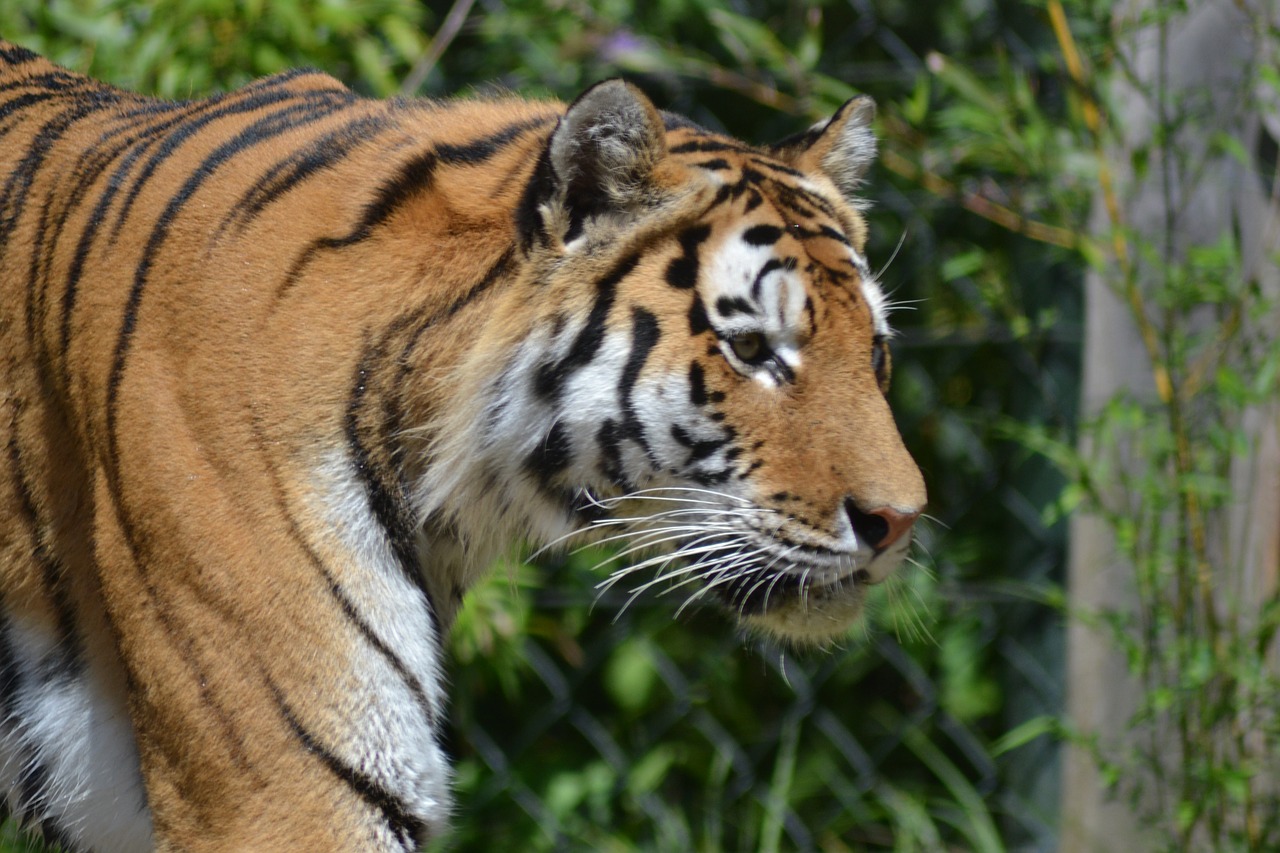 tiger zoo cat free photo