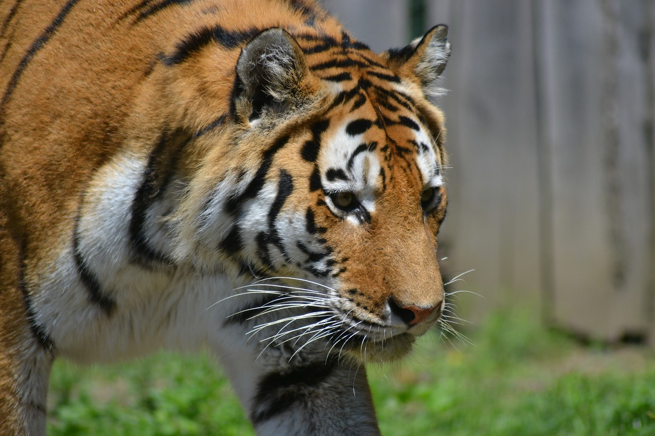 tiger zoo cat free photo