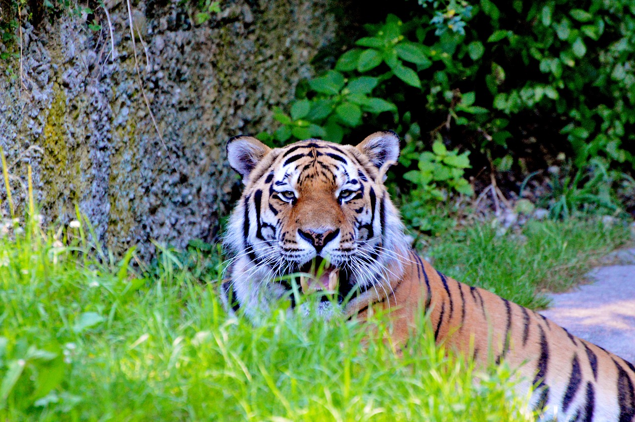 tiger big cat predator free photo