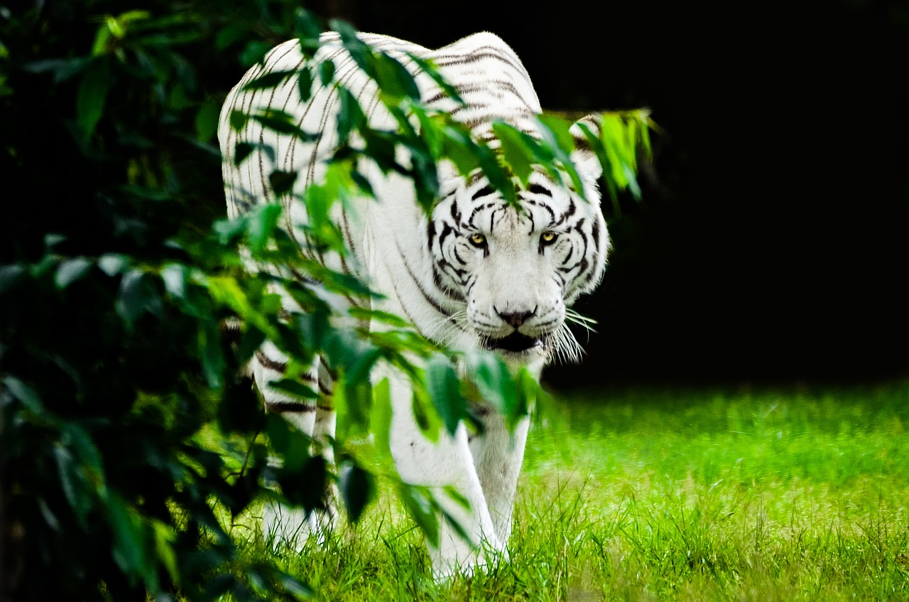 tiger white predator free photo