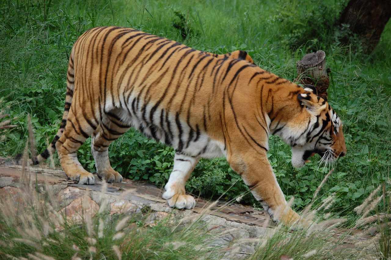 tiger stripe endangered free photo