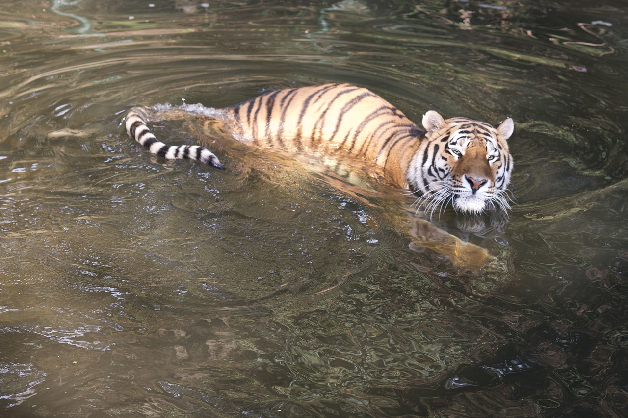 tiger pilsen zoo water free photo