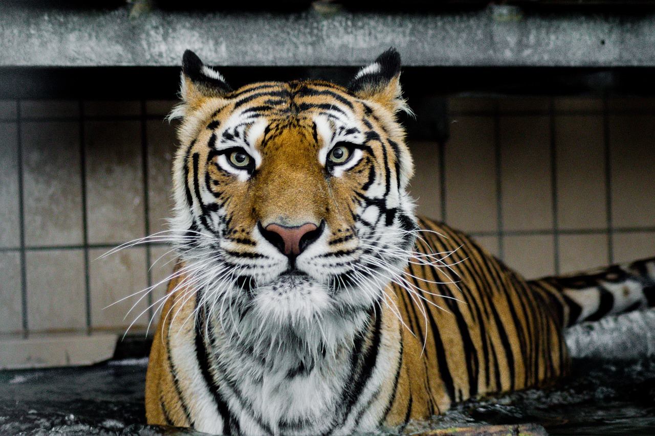 tiger predator wildcat free photo
