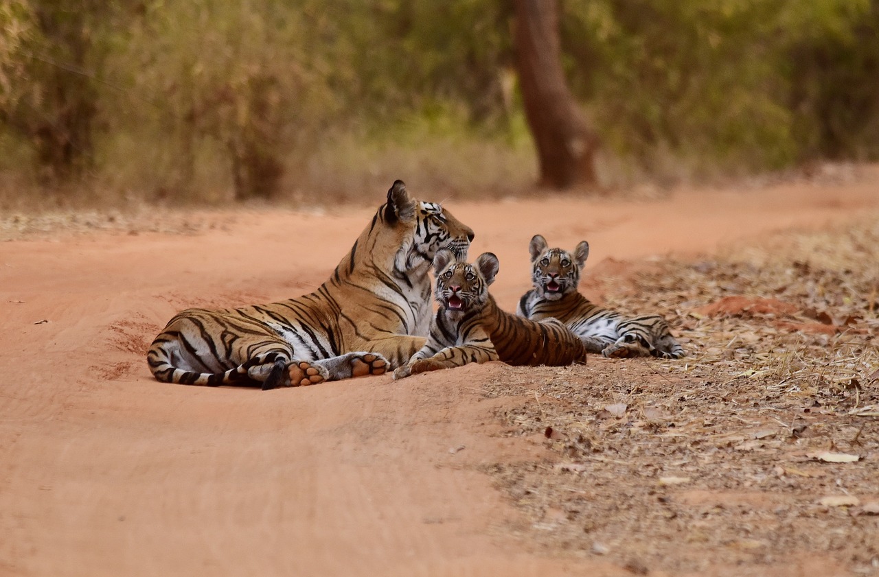 tiger animal wildlife free photo