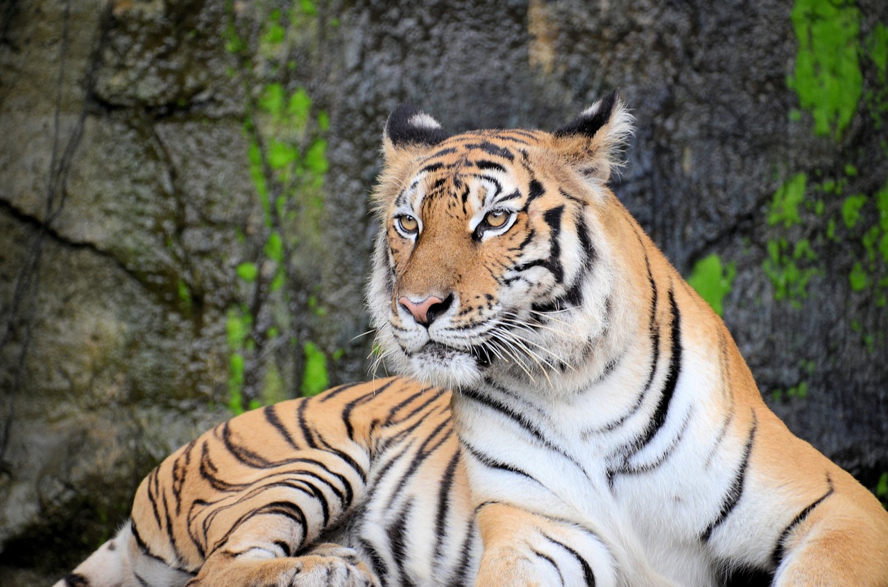 tiger animal wildlife free photo