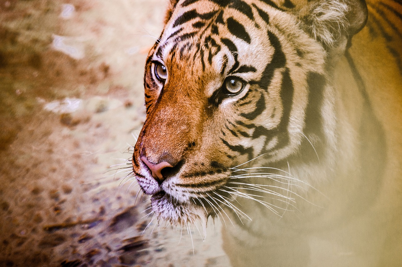 tiger animal wildlife free photo