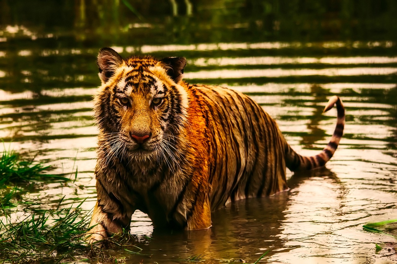 tiger animal wildlife free photo